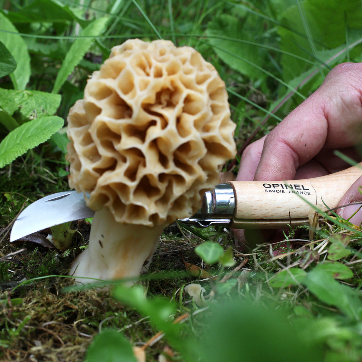 Opinel No. 8 Oak Mushroom Knife with Sheath & Gift Box