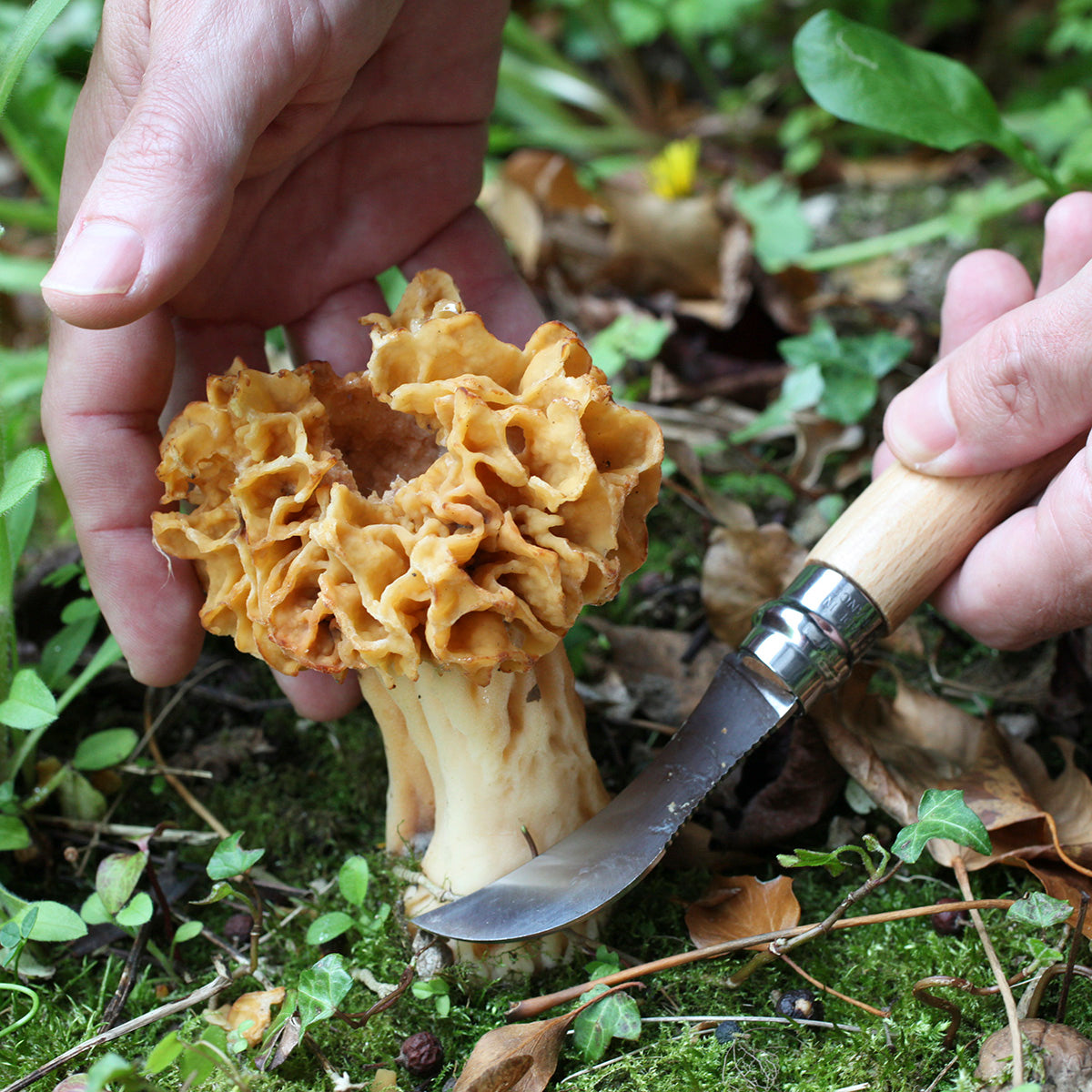 Opinel No. 8 Beech Wood Mushroom Knife
